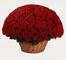 Премиум букет из: Розы #REPLACE_PRED# Анджиевский